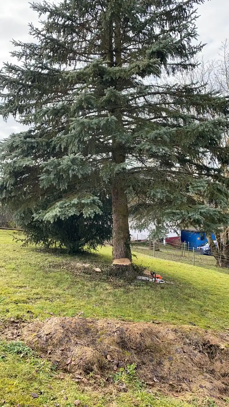Hohe Fichte im Garten mit geschnittenem Fallkerb, daneben die Motorsäge
