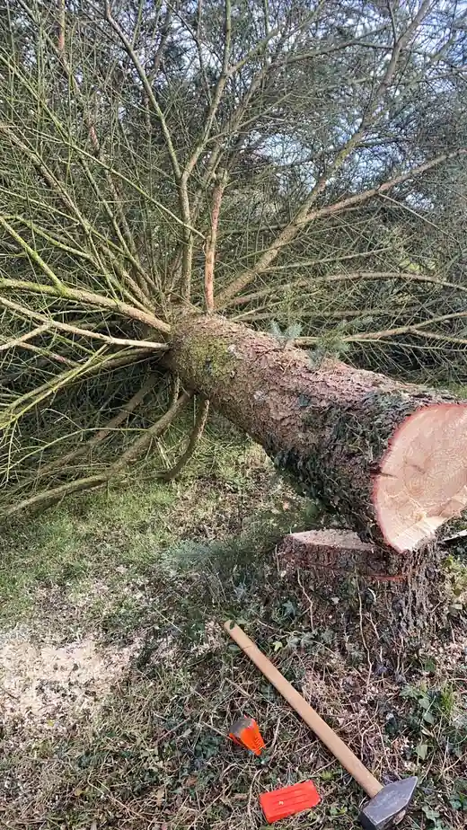 Gefällte Fichte neben dem Stumpf, davor Spaltkeile und Hammer