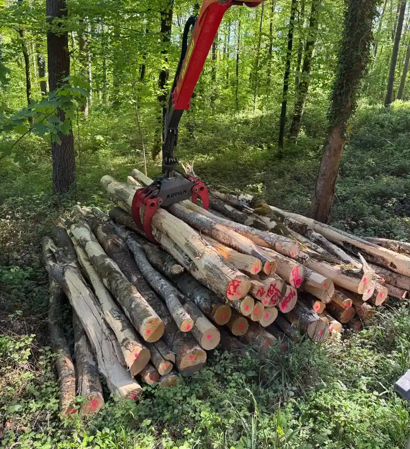Der Kran greift Stammholz im hellen Laubwald